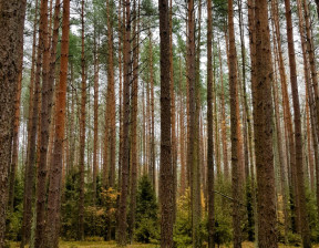 Działka na sprzedaż, podlaskie hajnowski Kleszczele Dobrowoda, 120 000 zł, 30 966 m2, gratka-38669459