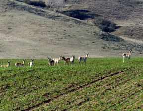 Działka na sprzedaż, Usa Craig County Road , 750 000 dolar (3 112 500 zł), 1 602 555,1299999999 m2, 96461615