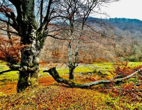 Działka na sprzedaż, Bułgaria Ловеч/lovech с. Рибарица/s. Ribarica, 196 029 dolar (786 078 zł), 12 000 m2, 97723430